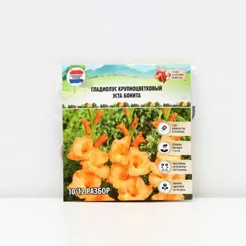 Гладиолус крупноцветковый "Эста Бонита", р-р 8/10, 7 шт, Весна 2025