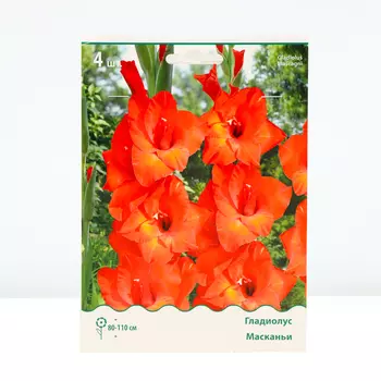 Гладиолус крупноцветковый "Масканьи", р-р 10/12, 3 шт