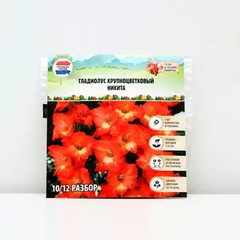 Гладиолус Крупноцветковый "Никита", р-р 8/10, 7 шт, Весна 2025
