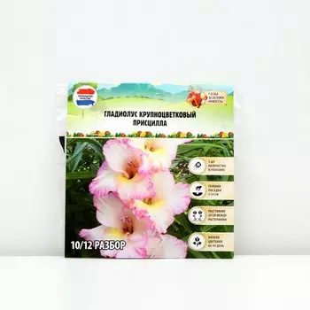 Гладиолус Крупноцветковый "Присцилла", р-р 8/10, 3 шт, Весна 2025