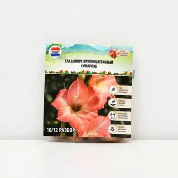 Гладиолус Крупноцветковый "Симароза", р-р 8/10, 7 шт, Весна 2025