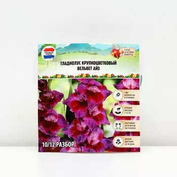 Гладиолус Крупноцветковый "Вельвет Айз", р-р 8/10, 7 шт, Весна 2025