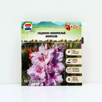Гладиолус Низкорослый "Импрессив", р-р 10+, 7 шт,