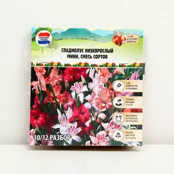 Гладиолус Низкорослый (мини) смесь сортов, луковица цветов в пакете с перфорацией, р-р 10/+ , 7 шт.