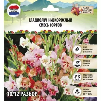 Гладиолус Низкорослый "Смесь сортов", р-р 10+, 7 шт,