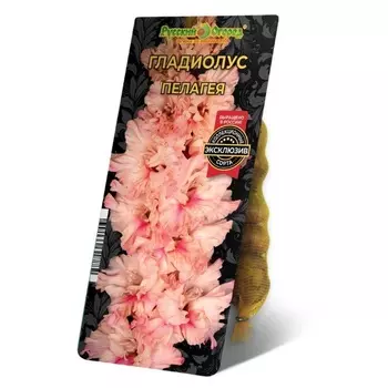 Гладиолус Пелагея , р-р 10/12, 5 шт, Весна 2025