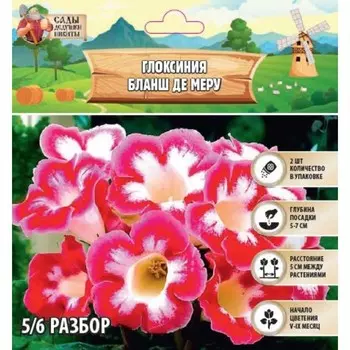 Глоксиния "Бланш де Меру", р-р 5/6, 2 шт Весна 2025