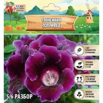 Глоксиния "Голливуд", р-р 5/6, 2 шт Весна 2025