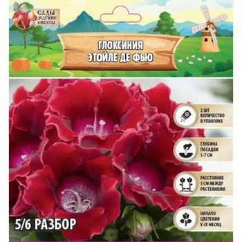 Глоксиния «Этойле де Фью», многолетник, комнатный, луковица в пакете с перфорацией, р-р 5/6, 2 шт.