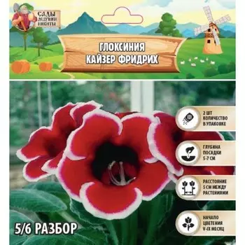 Глоксиния «Кайзер Фридрих», многолетник, комнатный, луковица в пакете с перфорацией, р-р 5/6, 2 шт.