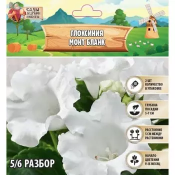 Глоксиния "Монт Бланк", р-р 5/6, 2 шт Весна 2025