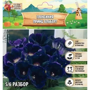 Глоксиния "Принц Альберт", р-р 5/6, 2 шт Весна 2025