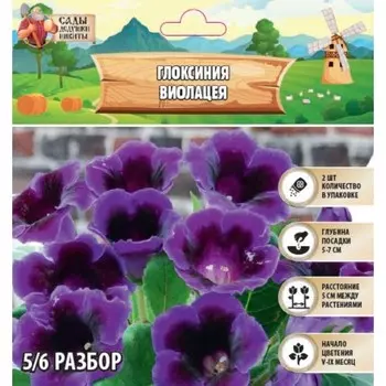 Глоксиния "Виолацея", р-р 5/6, 2 шт Весна 2025
