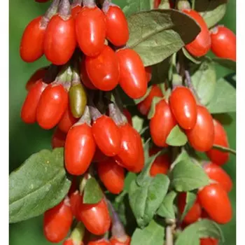 Годжи Свит Берри, Горшок Р9, 1 шт, Август 2022