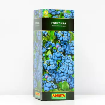 Голубика Блюголд (P9), 1 шт, Весна 2024