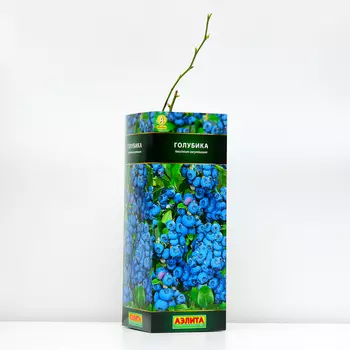 Голубика Бонус (P9), 1 шт, Весна 2024