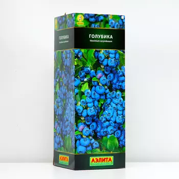 Голубика Дюк (P9), 1 шт, Весна 2024