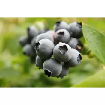 Голубика "Поиск" высокорослая "Торо", С2 горшок, Н20-40 высота, 1 шт., Июль 2022