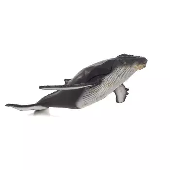 Горбатый кит, большой