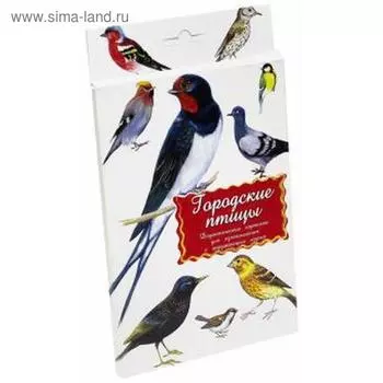 Городские птицы