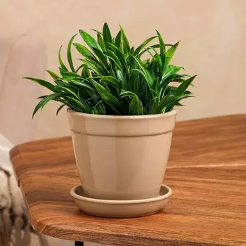 Горшок для цветов "Глория", глянец, капучино, керамика, 0.5 л