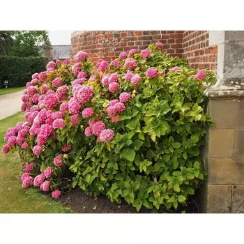 Гортензия древовидная Мэджикал Пинкербелл, С3 горшок, 1 шт.