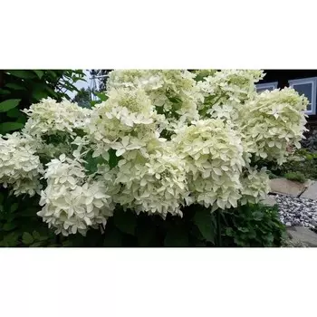 Гортензия метельчатая Дентель Де Горрон, С3 горшок, Н10-50 высота, 1 шт, Осень 2024