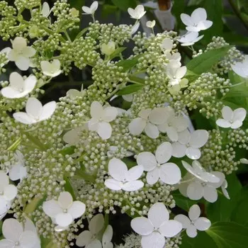 Гортензия метельчатая Гринспайр, С5 горшок, Н40-60 высота, 1 шт, Осень 2023