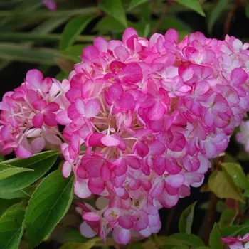 Гортензия метельчатая Сандей Фрайз, С3 горшок, 1 шт.