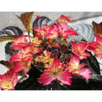 Гортензия "Поиск" крупнолистовая "Ред Энжел", С3 горшок, 1 шт., Июль 2022