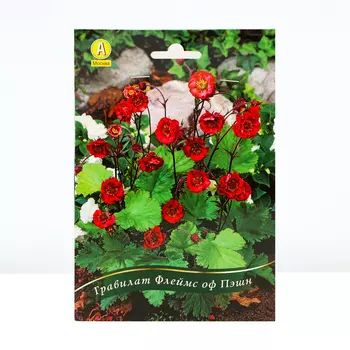 Гравилат Флеймс оф Пэшн, 1 шт, Весна 2024