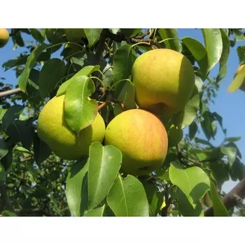 Груша Богатая, горшок 1,6л, 1 шт, Август 2022