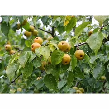 Груша уссурийская, С3 (горшок 3 л), 60-80 см высота, 1 шт