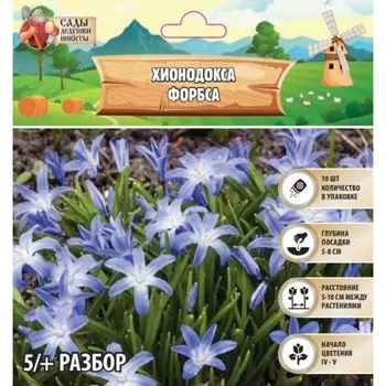 Хионодокса Форбса, р-р 5/+, 10 шт, Осень 2024