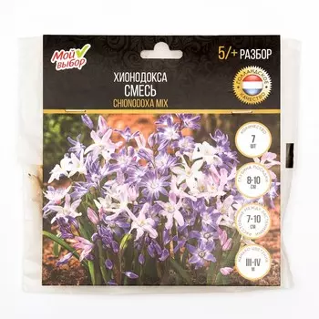Хионодокса смесь, р-р 5/+, 7 шт