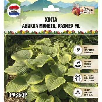 Хоста "Abiqua Moonbeam", р-р I, размер ML,1 шт, Весна 2023