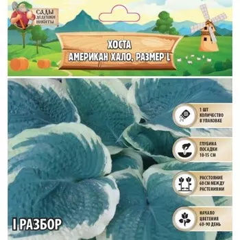 Хоста "American Halo", р-р I, размер L,1 шт, Весна 2025