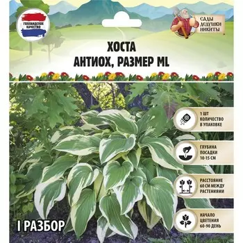 Хоста "Antioch", р-р I, размер ML,1 шт, Весна 2025