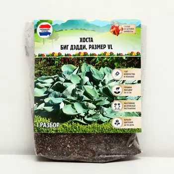 Хоста "Big Daddy", р-р I, размер VL,1 шт, Весна 2023