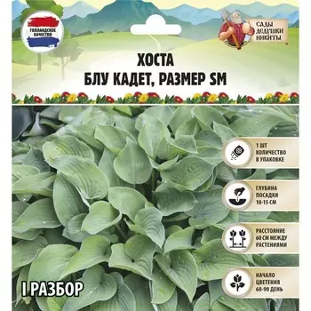 Хоста "Blue Cadet", р-р I, размер SM,1 шт, Весна 2023