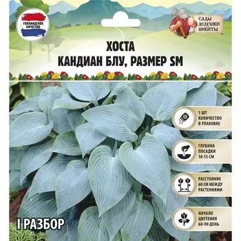 Хоста "Canadian Blue", р-р I, размер SM,1 шт, Весна 2025