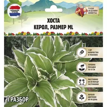 Хоста "Carol", р-р I, размер ML,1 шт,