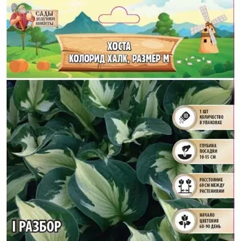 Хоста "Colored Hulk", р-р I, размер M,1 шт, Весна 2025