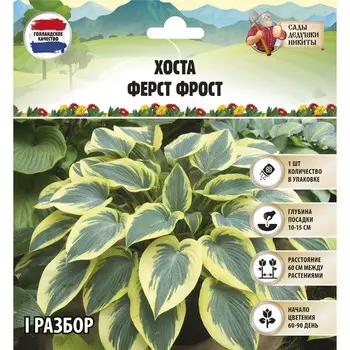 Хоста "Ферст Фрост", р-р I, 1 шт, Весна 2025
