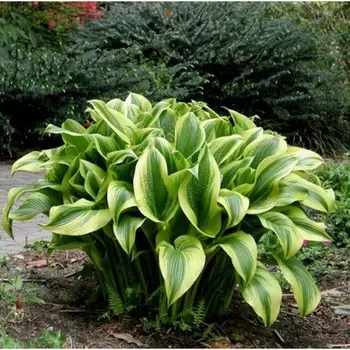 Хоста Форчуна "Ауреа Маргината", Горшок С3, 1 шт, Весна 2024