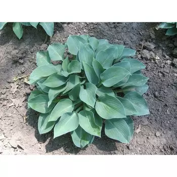 Хоста гибридная "Пасифик блю Эдж", Горшок Р9, 1 шт, Весна 2024