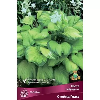Хоста гибридная Стейнд Гласс, I р-р, 1 шт. 50*100 h(см), Осень 2024