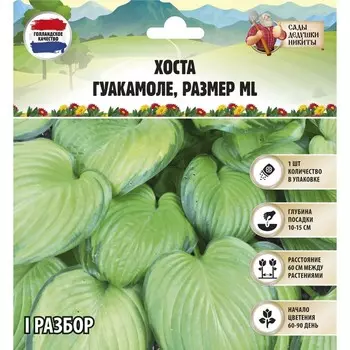 Хоста "Guacamole", р-р I, размер ML,1 шт, Весна 2025