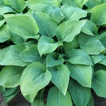 Хоста "Marmalade on Toast", р-р I, размер M,1 шт, Весна 2024 ЭКОНОМ 9491992