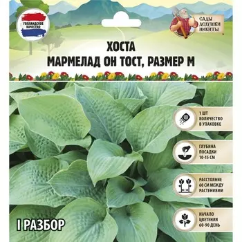 Хоста "Marmalade on Toast", р-р I, размер M,1 шт, Весна 2025